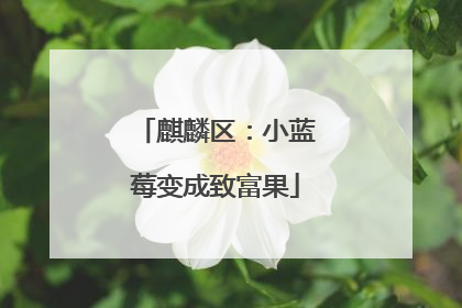 麒麟区：小蓝莓变成致富果
