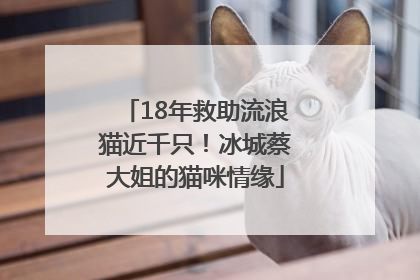 18年救助流浪猫近千只！冰城蔡大姐的猫咪情缘