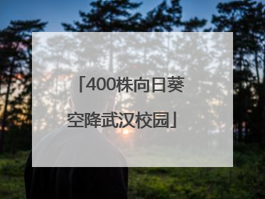 400株向日葵空降武汉校园